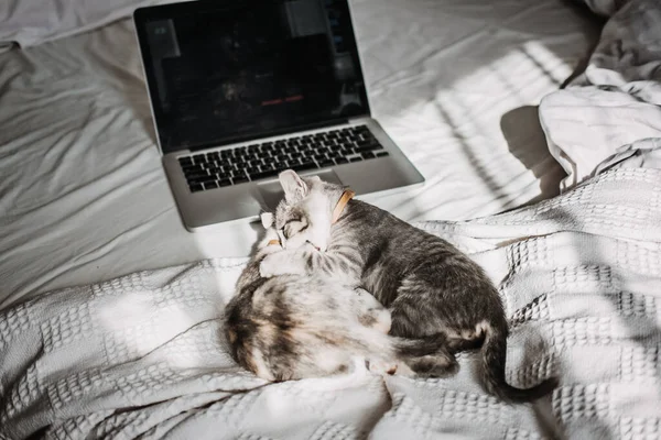 Two happy outbred homeless adopted grey kittens playing near laptop in bed at home in sun light. Two cute cats lying near laptop. Fluffy pet with computer works remotely like human. Cozy home.