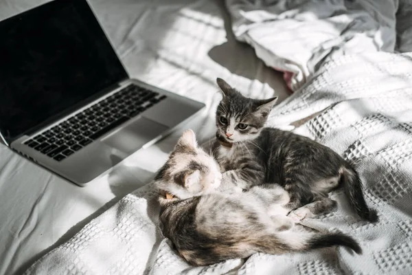 Two happy outbred homeless adopted grey kittens playing near laptop in bed at home in sun light. Two cute cats lying near laptop. Fluffy pet with computer works remotely like human. Cozy home.