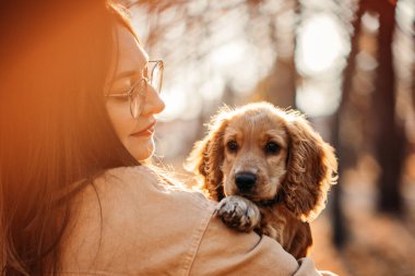 Cute English cocker spaniel puppy in the hands of the owner in autumn park. Woman walk with little English cocker spaniel puppy dog in fall nature background
