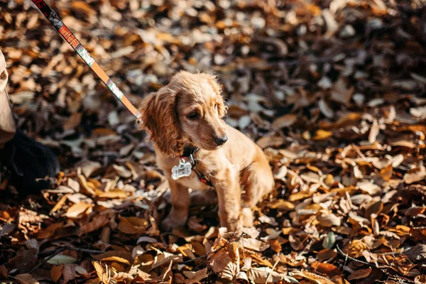 Cute English Cocker Spaniel Puppy Walking Woman Owner Autumn Park — Stock fotografie