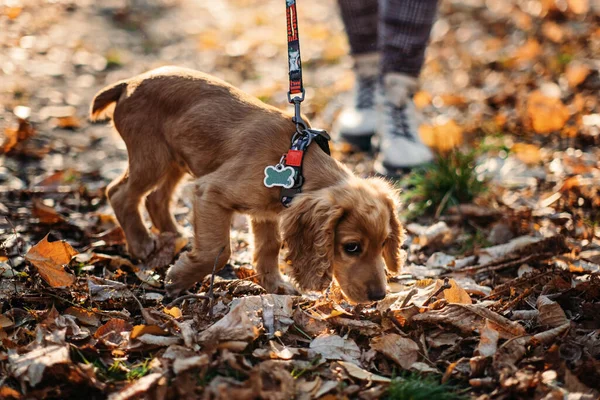 Cute English Cocker Spaniel Puppy Walking Woman Owner Autumn Park — Zdjęcie stockowe