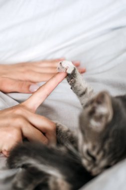Cat Adoption, Adopt kitten from rescues and shelters. Rehome a Cat. Portrait of woman playing with two outbred homeless adopted grey kittens in bed at home