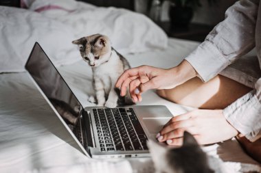 Cat and notebook. Little kitten looking the laptop while its female owner working with him at home. Woman working on laptop in bed and playing with cute fluffy cat kitten