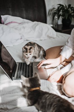 Cat and notebook. Little kitten looking the laptop while its female owner working with him at home. Woman working on laptop in bed and playing with cute fluffy cat kitten