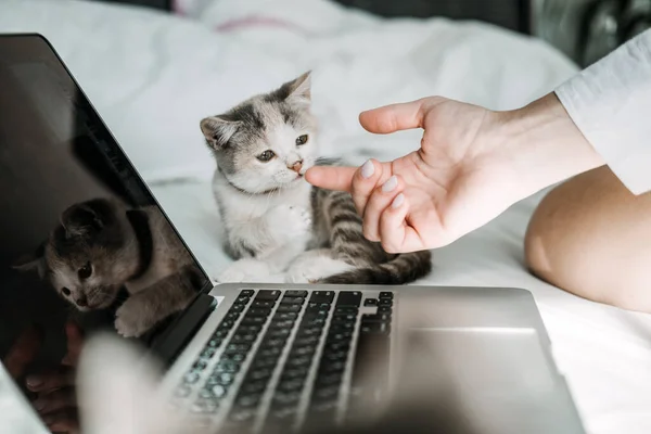 Freelance, work from home. Cat play with laptop. Little kitten looking the laptop while its female owner working with him at home.