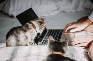 Freelance, work from home. Cat play with laptop. Little kitten looking the laptop while its female owner working with him at home.