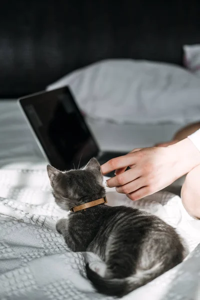 Freelance, work from home. Cat play with laptop. Little kitten looking the laptop while its female owner working with him at home.