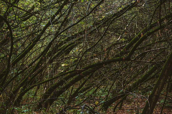 Mysterious dark forest with mossy trees. Dense thickets, gloomy, mysterious green forest with wind-bent trees and moss.