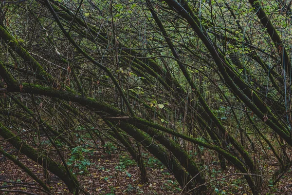 Mystisk Mörk Skog Med Mossiga Träd Täta Snår Dyster Mystisk — Stockfoto