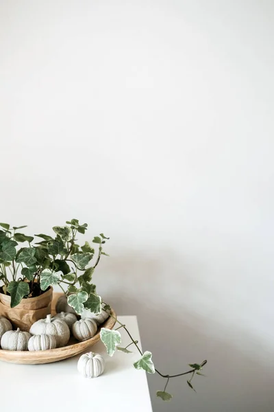 Sustainable Eco-Friendly Zero Waste Thanksgiving banner. Minimal Thanksgiving Halloween decorative composition of clay pumpkins and green house plant in wooden plate.