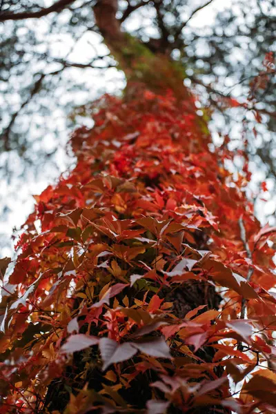 Höstens Bakgrund Träd Bark Med Röda Virginia Krypskytt Blad Parthenocissus — Stockfoto