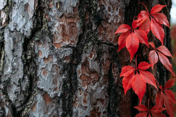 Φθινοπωρινό Φλοιό Δέντρου Φόντο Κόκκινα Φύλλα Creeper Βιρτζίνια Parthenocissus Quinquefolia — Φωτογραφία Αρχείου