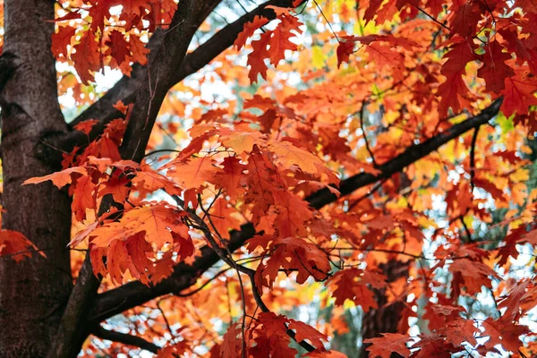 Όμορφα Δέντρα Που Γίνονται Κόκκινα Φθινόπωρο Κόκκινη Βελανιδιά Quercus Rubra — Φωτογραφία Αρχείου