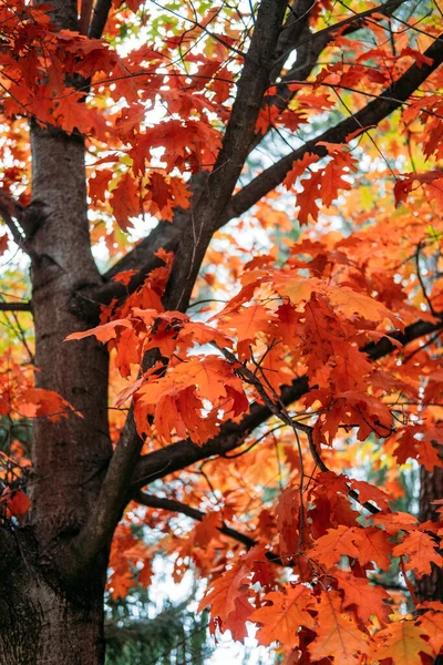 秋に赤く色づく美しい木 森の中に赤い葉を持つ赤いオークのケルセウスのルブラの木 紅葉が美しい木 — ストック写真