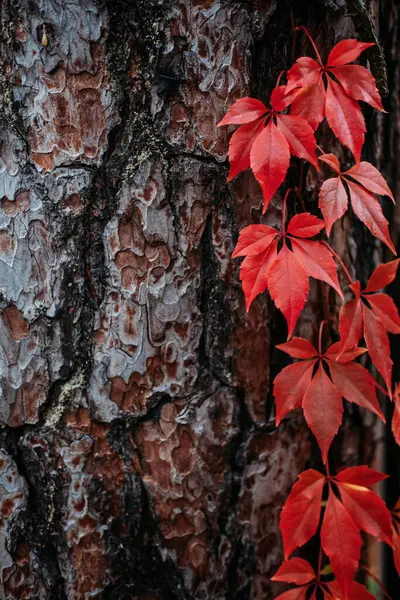 Φθινοπωρινό Φλοιό Δέντρου Φόντο Κόκκινα Φύλλα Creeper Βιρτζίνια Parthenocissus Quinquefolia — Φωτογραφία Αρχείου