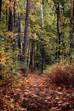 Manzara sonbahar ormanı. Sonbahar, Woodland yolu, Gizemli Sonbahar yolu. Ekim doğa manzarası. Orman yolu sahnesi