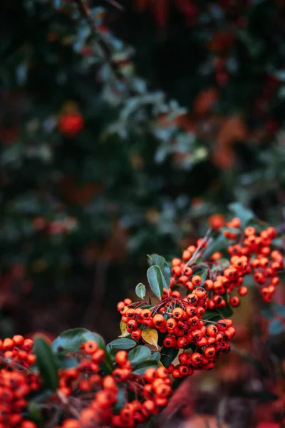 Hösten Faller Bär Vertikal Bakgrund Cotoneaster Horizontalis Rockspray Cotoneaster Växt — Stockfoto