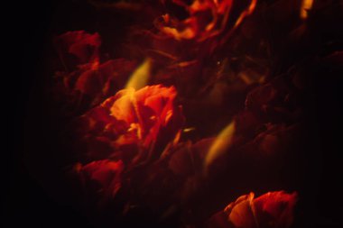 Bulanık, bulanık, koyu renkli çiçekler, kırmızı güller. Koyu renkli çiçek bayrağı. Mistik Kırmızı çiçek siyah arka planda yumuşak odak.