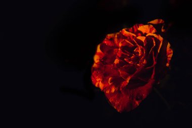 Koyu karamsar çiçekler, kırmızı güller. Koyu renkli çiçek bayrağı. Siyah arkaplanda Mistik Koyu kırmızı çiçek.