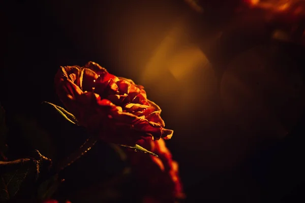 Dark moody flowers red rose background with bokeh and water drops. Dark floral rose banner. Mystical Deep red purple flower on black background soft focus.