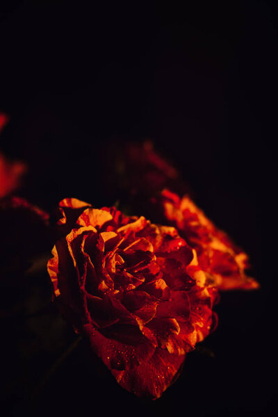 Dark moody flowers red roses background. Dark floral rose banner. Mystical Deep red purple flower on black background.