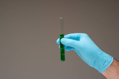 Cam test tüpündeki yeşil renkli sıvı beyaz bir erkeğin elinde mavi lateks eldiven takıyor. Stüdyo çekimini kapat, gri arkaplanda izole edilmiş..
