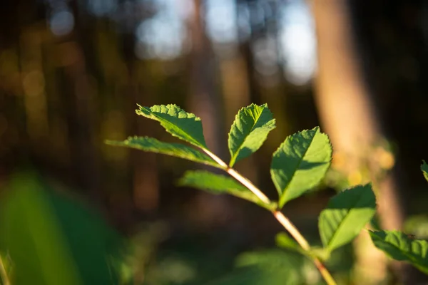 Taze Yeşil Filizler Ormandaki Bir Dal Üzerinde Yapraklar Arka Planda — Stok fotoğraf