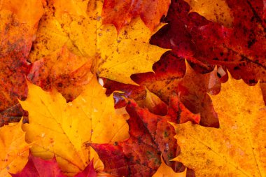 Renkli sonbahar yapraklarından bir halı. Sonbahar renk arkaplanı, üst görünüm, insan yok.