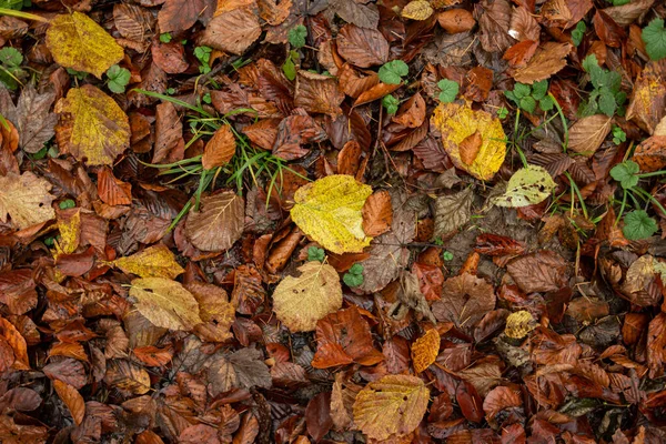 Capa Tapete Outono Folhas Coloridas Chão Vista Superior Sem Pessoas — Fotografia de Stock