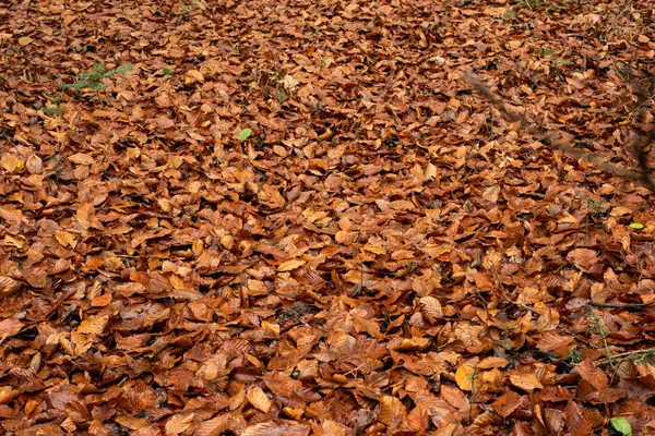 Carpet Cover Autumn Colored Leaves Ground Top View People — Stock Photo, Image