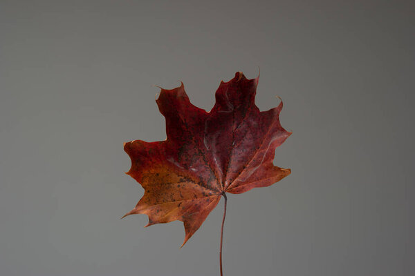 Single red color autumn leaf. Close up studio shot, isolated on gray background.