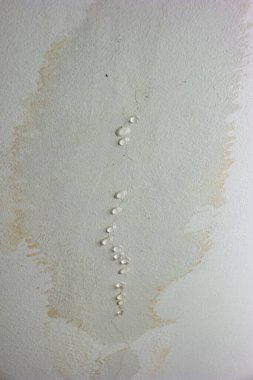 Leaky roof dampness in bedroom ceiling walls. Water droplets forming and dripping from damp ceiling from rain water flooding. Close shot, no people.