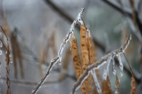 Frozen Rain Water All Tree Branches Brown Pods Covered Frost — Stockfoto