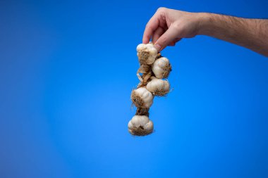 Sarımsaklı örgü. Avuçta beyaz erkek eli tarafından tutulan sarımsak soğanlarından örülmüş ip. Stüdyo çekimini kapat, mavi arkaplanda izole edilmiş..