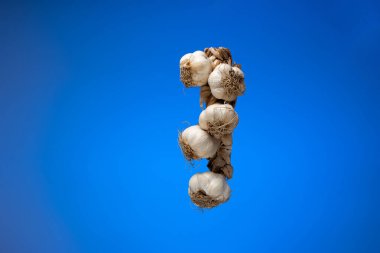 Sarımsaklı örgü. Sarımsak soğanlarından örülmüş bir ip. Stüdyo çekimini kapat, mavi arkaplanda izole edilmiş..