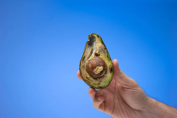 Çürümüş Çürümüş Avokado Meyvesi Elimde Ikiye Bölündü Stüdyo Çekimini Kapat — Stok fotoğraf