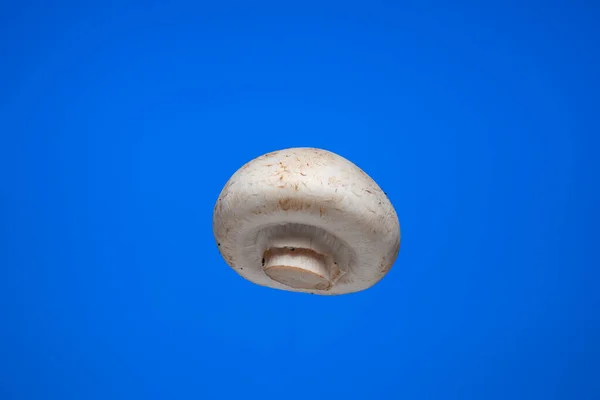 Verse Rauwe Witte Champignon Paddestoel Close Studio Shot Geïsoleerd Blauwe — Stockfoto