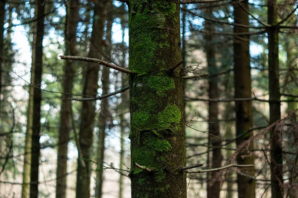 Green moss on a tree trunk in the forest. Close up shot, shallow depth of field, no people.