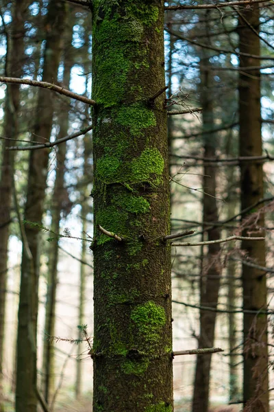 Green moss on a tree trunk in the forest. Close up shot, shallow depth of field, no people.