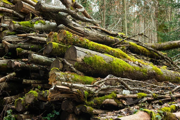 Arroz Apilado Cubierto Troncos Árboles Bosque Explotación Forestal Planificada Mantenimiento — Foto de Stock