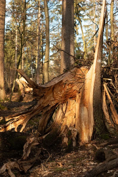 Großer Baumstamm Nach Schwerem Sturm Wald Gespalten Tageszeit Sonnenlicht Nahaufnahme — Stockfoto