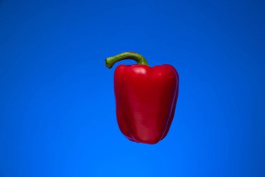 Tek taze kırmızı dolma biber. Stüdyo çekimini kapat, mavi arkaplanda izole edilmiş..