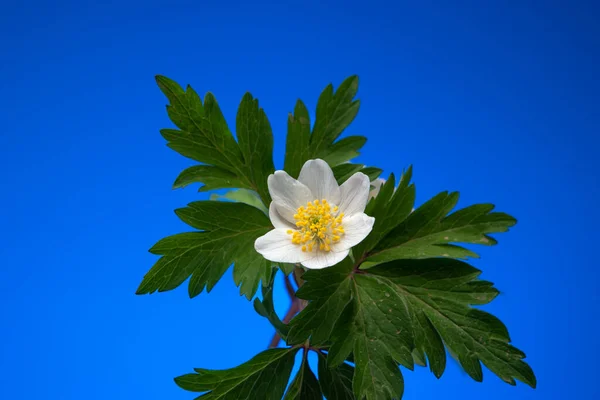 Цветет Весенний Дикий Цветок Примулы Зеленые Листья Крупный План Студии — стоковое фото
