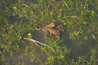 Orman havuzunda yüzen kurbağalar. Yakın çekim, üst manzara, güneşli gün, insan yok..
