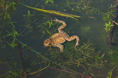 Orman havuzunda yüzen sıradan bir kurbağa. Yakın çekim, üst manzara, güneşli gün, insan yok..