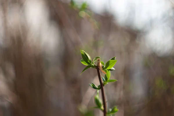 Brotos Galho Arbusto Primavera Cedo Primeiras Folhas Crescem Fora Dos — Fotografia de Stock