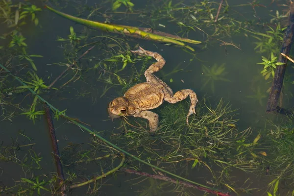 Gewöhnlicher Frosch Schwimmt Einem Waldteich Nahaufnahme Draufsicht Sonniger Tag Keine — Stockfoto