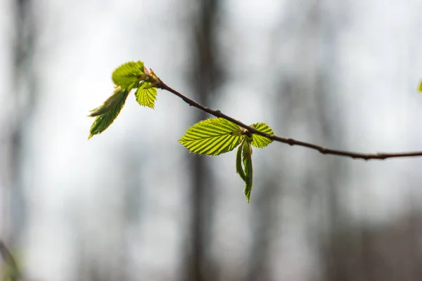 Erken Bahar Çalı Filizleri Orman Dallarından Çıkan Ilk Yapraklar Yakın — Stok fotoğraf