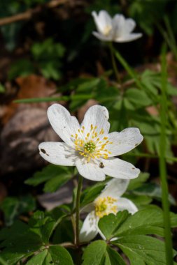 Baharın başlarında açan küçük beyaz orman çiçekleri. Makro görüntüyü kapat, gündüz vakti, kimse yok..