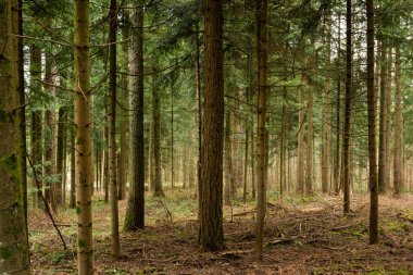 Bahar ormanı sahnesi ve Avrupa. Gündüz vakti, insan yok..